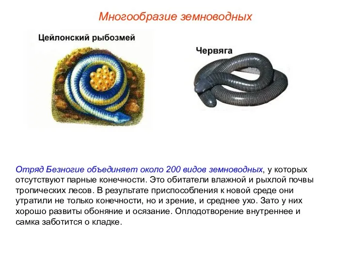 Многообразие земноводных Отряд Безногие объединяет около 200 видов земноводных, у которых отсутствуют