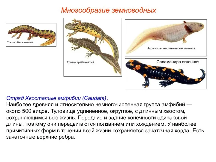 Многообразие земноводных Отряд Хвостатые амфибии (Caudata). Наиболее древняя и относительно немногочисленная группа