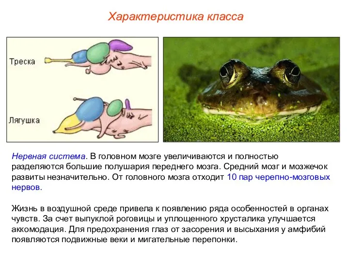 Характеристика класса Нервная система. В головном мозге увеличиваются и полностью разделяются большие