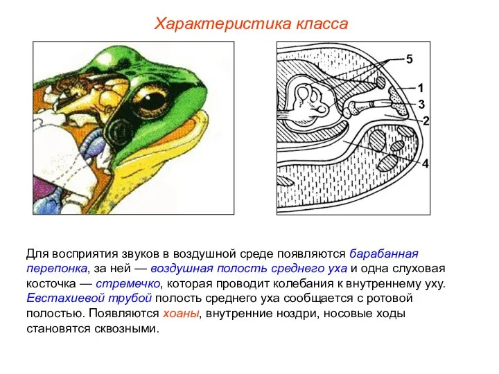 Характеристика класса Для восприятия звуков в воздушной среде появляются барабанная перепонка, за