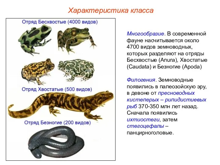 Характеристика класса Многообразие. В современной фауне насчитывается около 4700 видов земноводных, которых