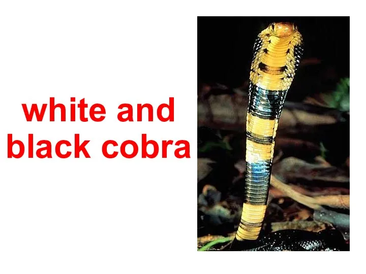 white and black cobra
