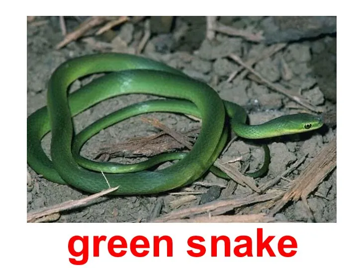 green snake