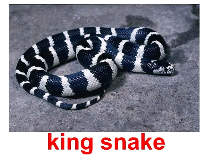 king snake