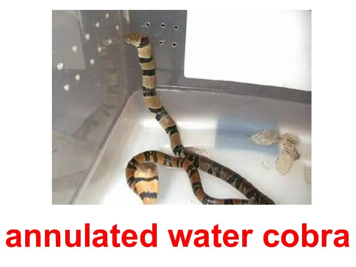 annulated water cobra