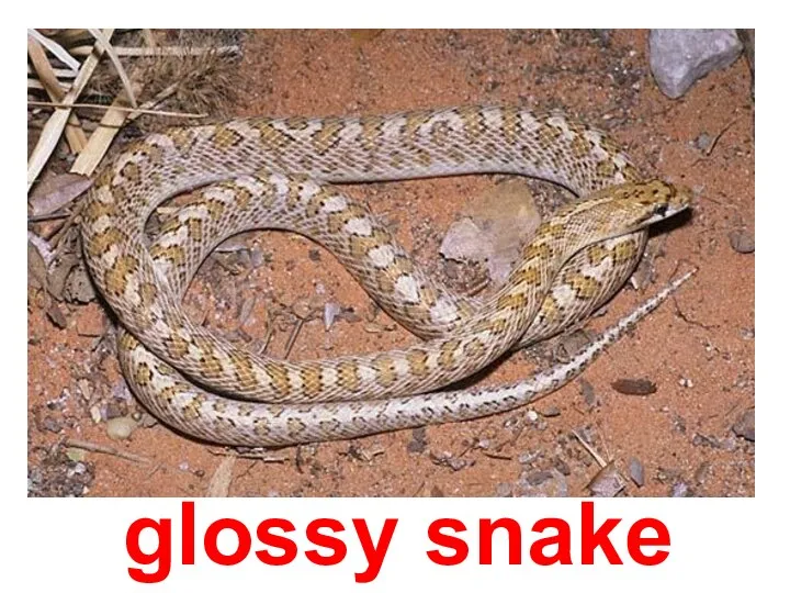 glossy snake