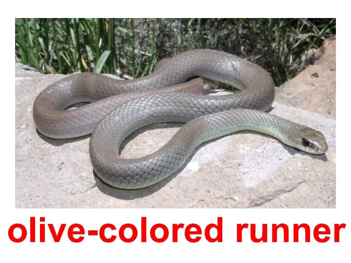 olive-colored runner