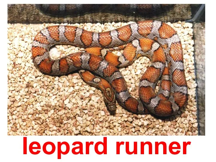 leopard runner