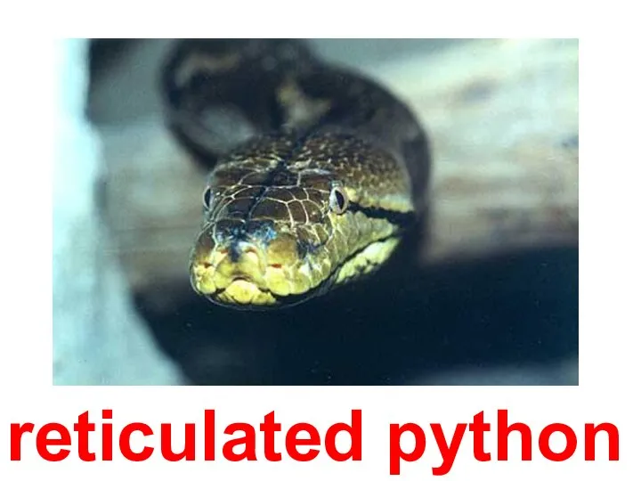 reticulated python