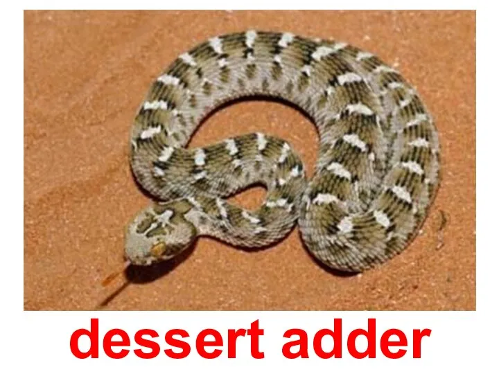 dessert adder