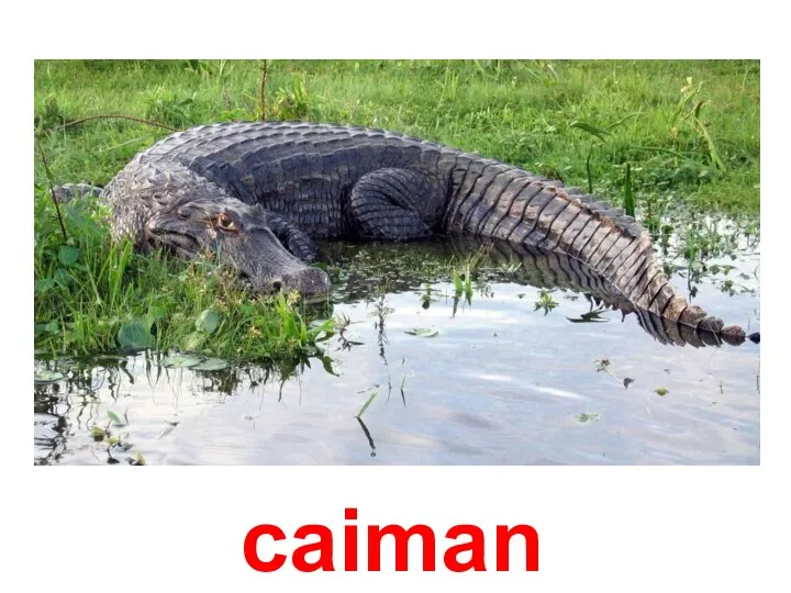 caiman