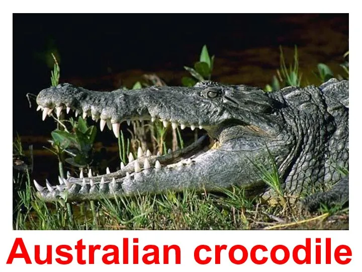 Australian crocodile