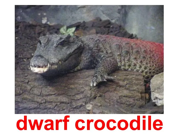 dwarf crocodile