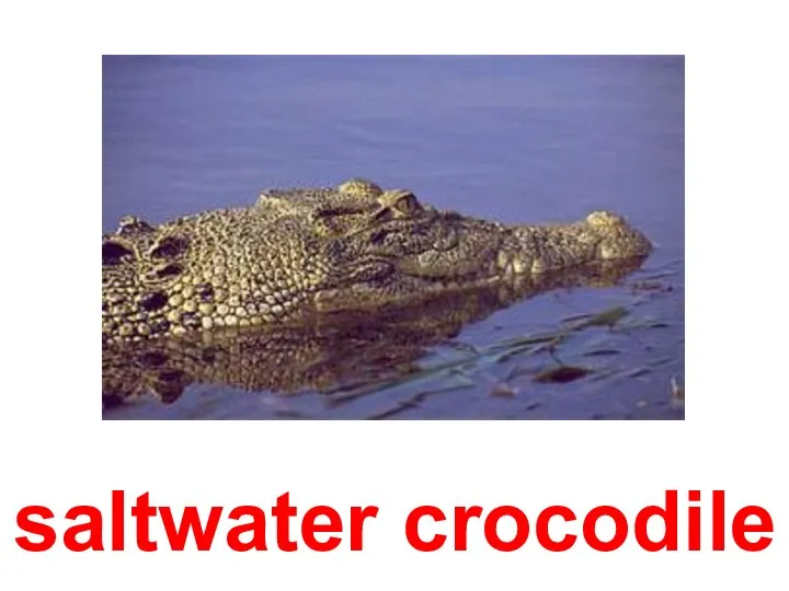 saltwater сrocodile