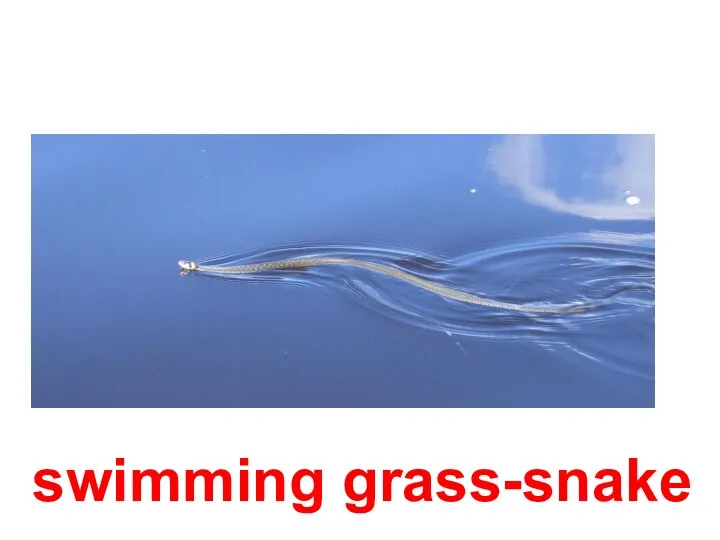 swimming grass-snake