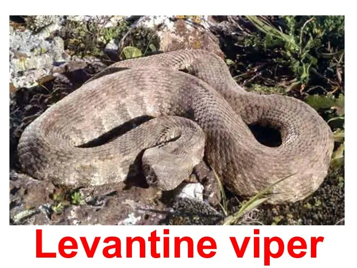 Levantine viper