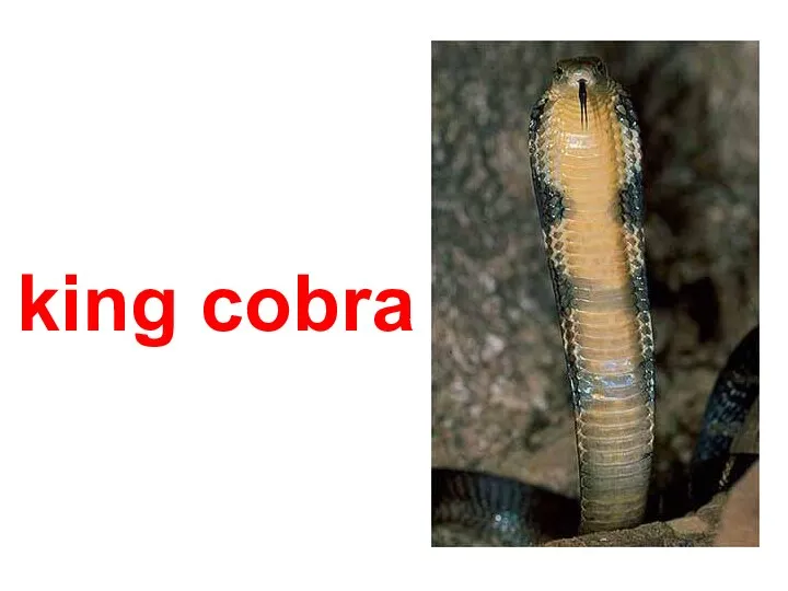 king cobra