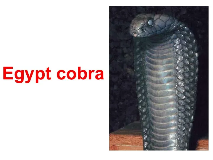 Egypt cobra