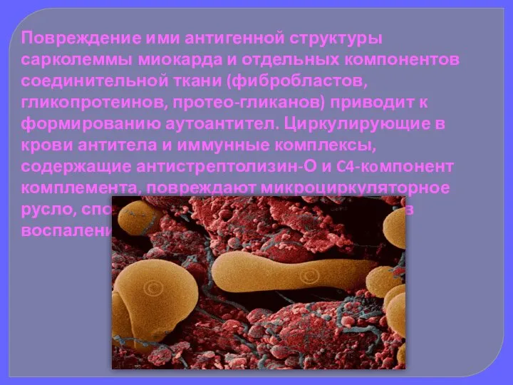 Повреждение ими антигенной структуры сарколеммы миокарда и отдельных компонентов соединительной ткани (фибробластов,
