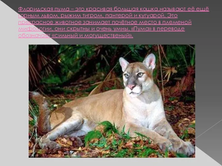 Флоридская пума – это красивая большая кошка,называют её ещё горным львом, рыжим