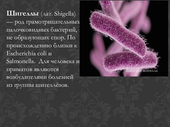 Шигеллы (лат. Shigella) — род грамотрицательных палочковидных бактерий, не образующих спор. По