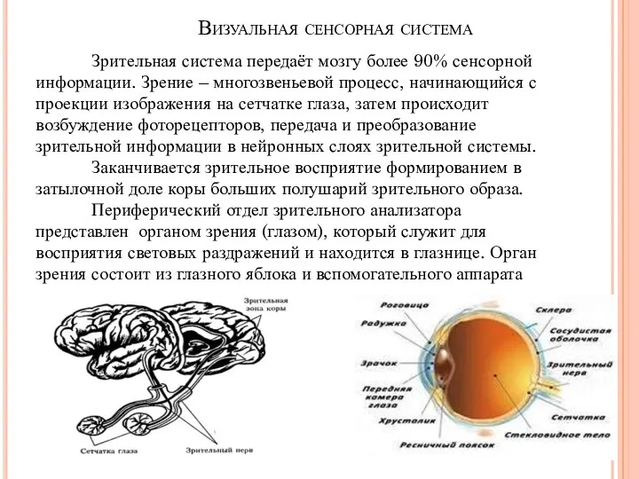 Визуальная сенсорная система Зрительная система передаёт мозгу более 90% сенсорной информации. Зрение