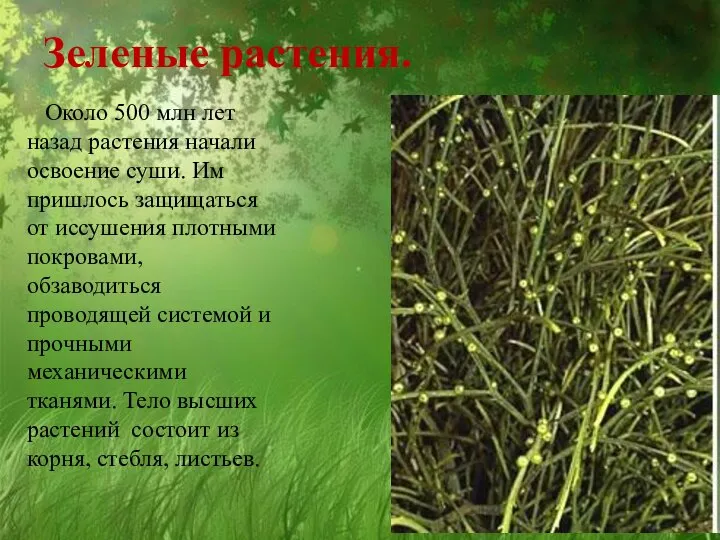 Зеленые растения. Около 500 млн лет назад растения начали освоение суши. Им