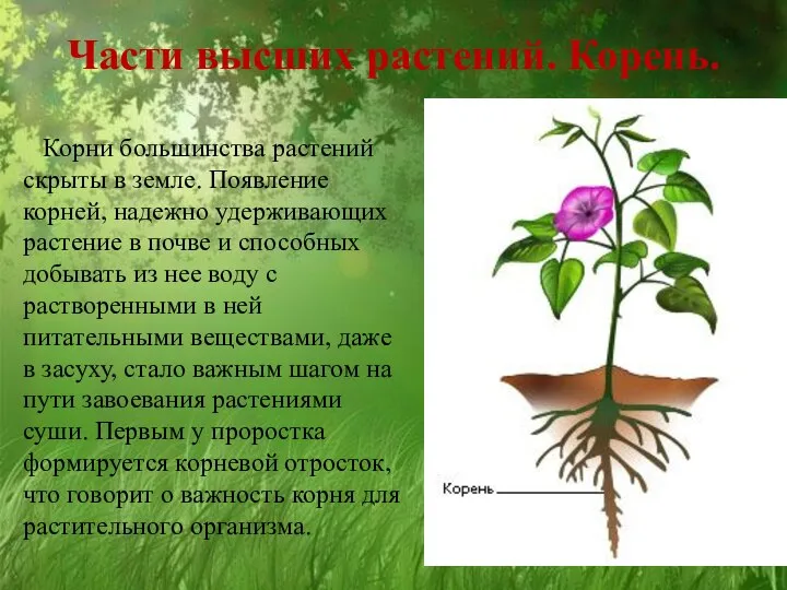 Части высших растений. Корень. Корни большинства растений скрыты в земле. Появление корней,