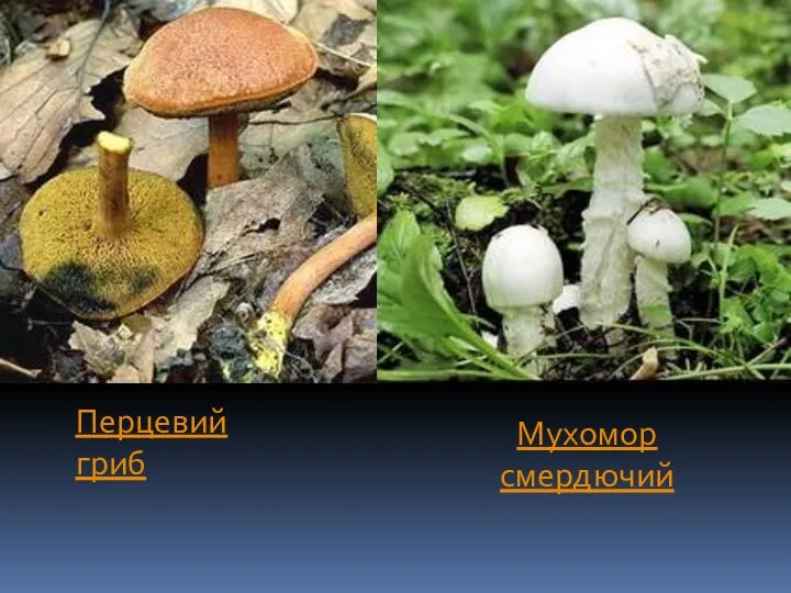 Перцевий гриб Мухомор смердючий