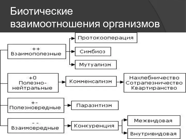 Биотические взаимоотношения организмов