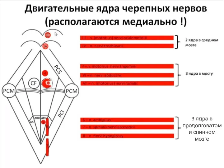 3 ядра в продолговатом и спинном мозге