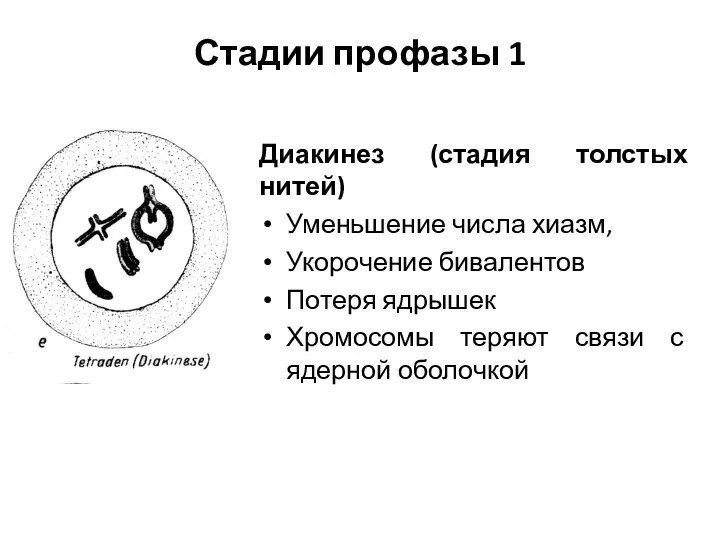 Стадии профазы 1 Диакинез (стадия толстых нитей) Уменьшение числа хиазм, Укорочение бивалентов