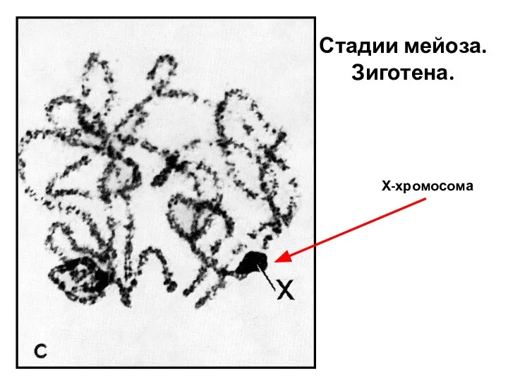 Стадии мейоза. Зиготена. Х-хромосома