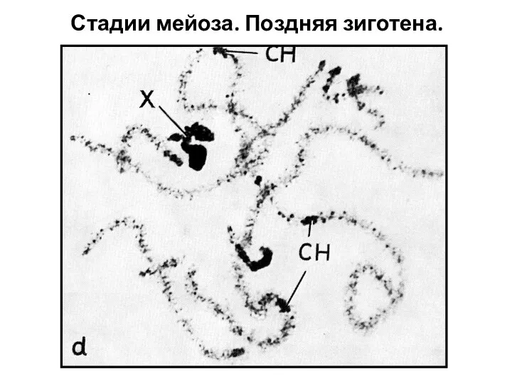 Стадии мейоза. Поздняя зиготена.