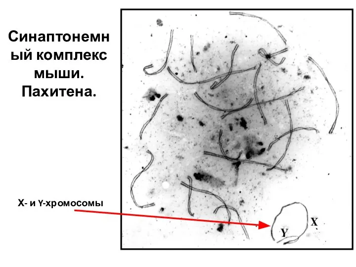 Х- и Y-хромосомы Синаптонемный комплекс мыши. Пахитена.
