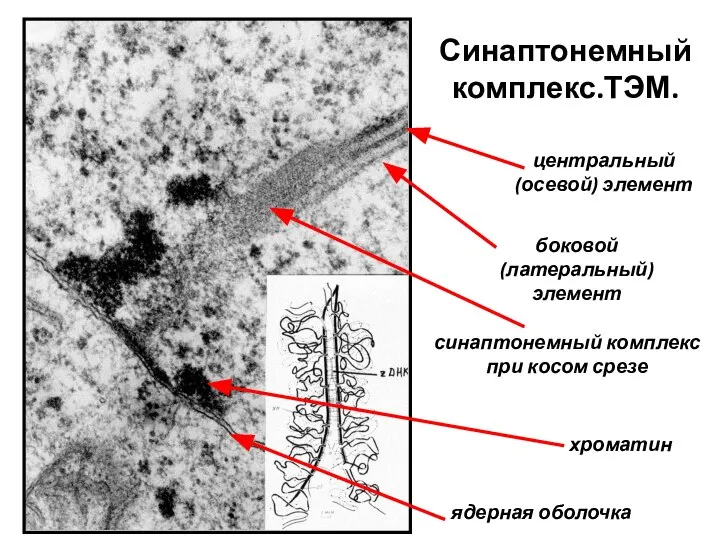 Синаптонемный комплекс.ТЭМ. центральный (осевой) элемент ядерная оболочка хроматин боковой (латеральный) элемент синаптонемный комплекс при косом срезе