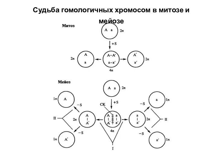 Судьба гомологичных хромосом в митозе и мейозе