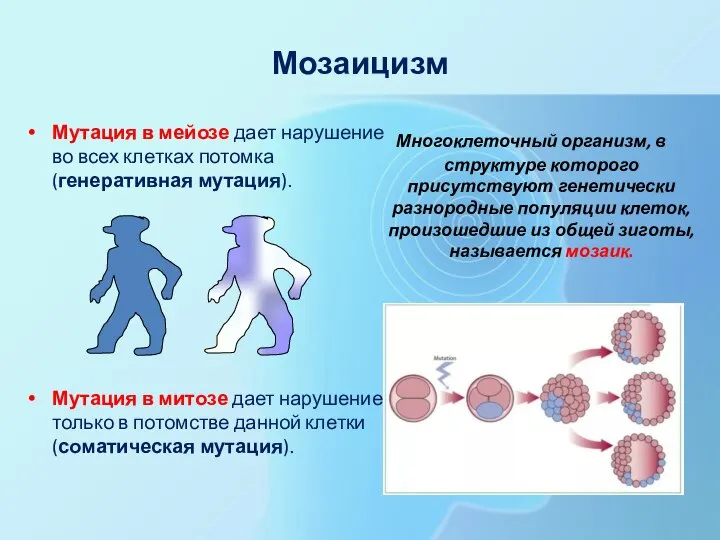 Мозаицизм Мутация в мейозе дает нарушение во всех клетках потомка (генеративная мутация).