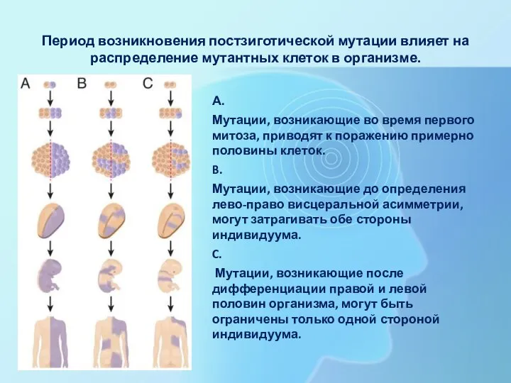 Период возникновения постзиготической мутации влияет на распределение мутантных клеток в организме. А.