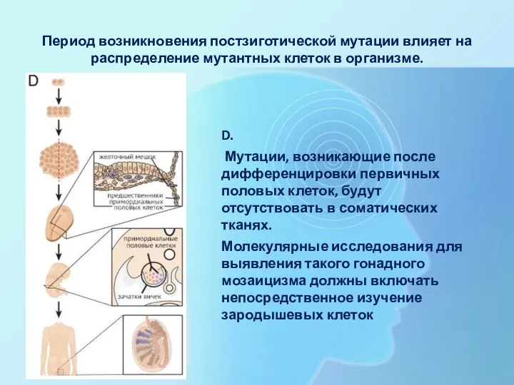 Период возникновения постзиготической мутации влияет на распределение мутантных клеток в организме. D.