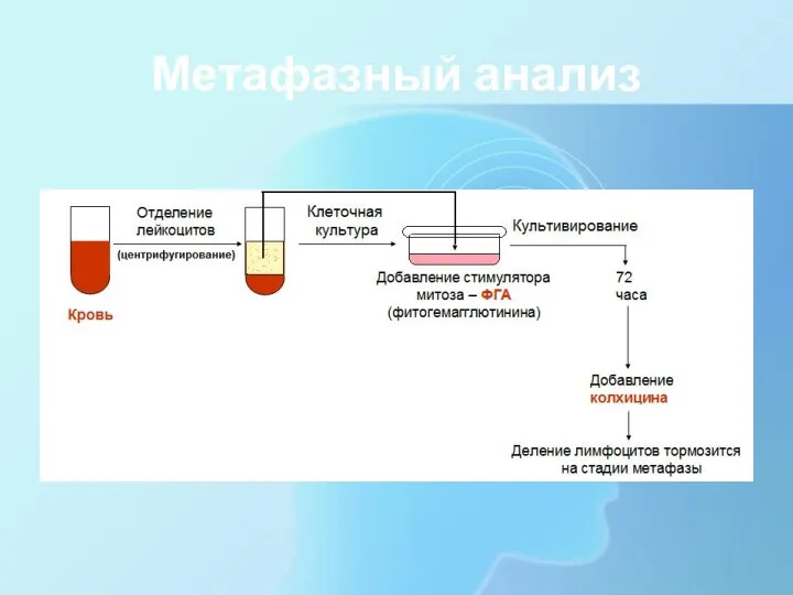 Метафазный анализ