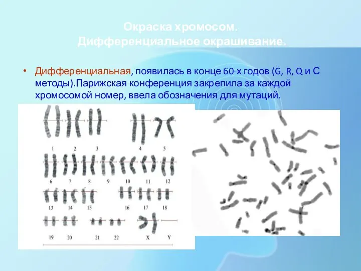 Окраска хромосом. Дифференциальное окрашивание. Дифференциальная, появилась в конце 60-х годов (G, R,