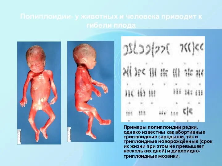 Полиплоидии- у животных и человека приводит к гибели плода Примеры полиплоидии редки,