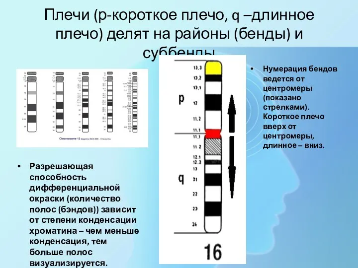 Плечи (р-короткое плечо, q –длинное плечо) делят на районы (бенды) и суббенды