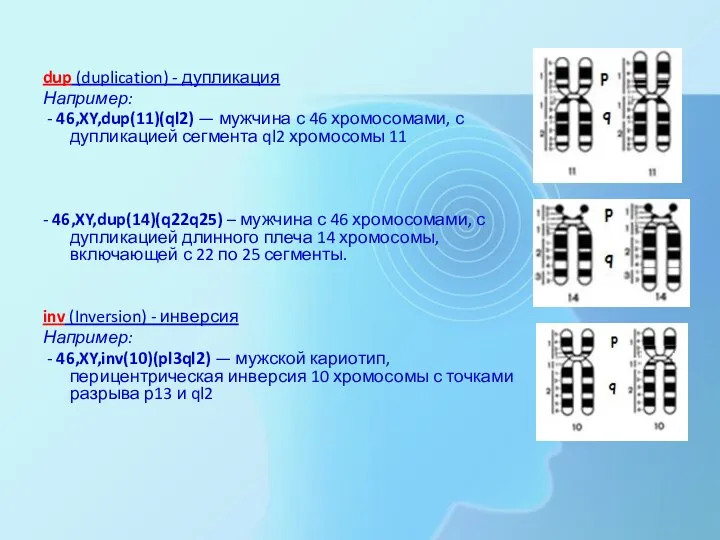 dup (duplication) - дупликация Например: - 46,XY,dup(11)(ql2) — мужчина с 46 хромосомами,