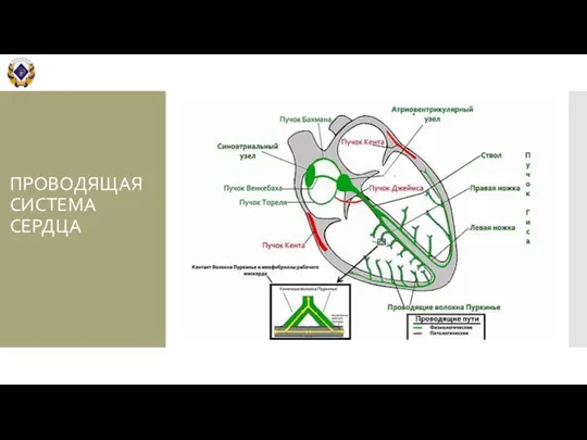 ПРОВОДЯЩАЯ СИСТЕМА СЕРДЦА