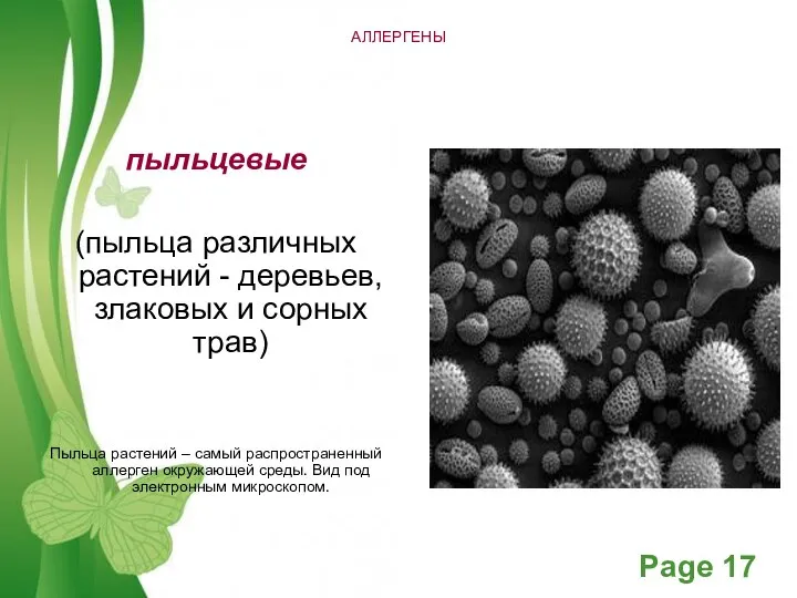 АЛЛЕРГЕНЫ пыльцевые (пыльца различных растений - деревьев, злаковых и сорных трав) Пыльца