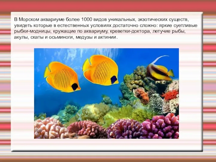 В Морском аквариуме более 1000 видов уникальных, экзотических существ, увидеть которые в