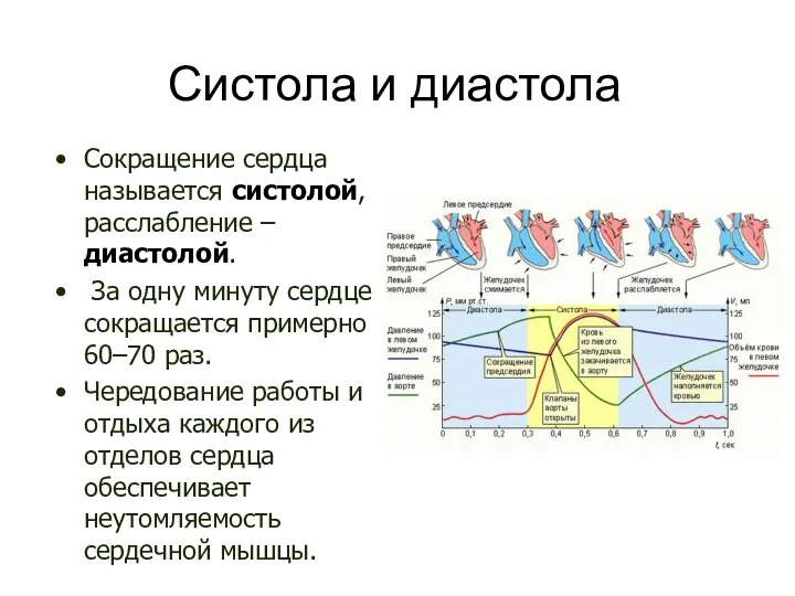 Систола и диастола Сокращение сердца называется систолой, расслабление – диастолой. За одну