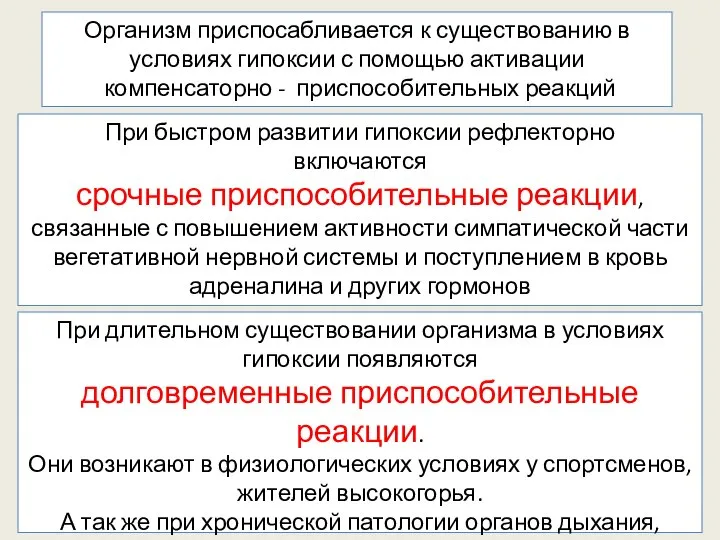 Организм приспосабливается к существованию в условиях гипоксии с помощью активации компенсаторно -